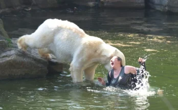 Visitor Faces Dangerous Encounter with Polar Bear at Berlin Zoo