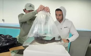 YouTubers buy 'scariest shark they've owned' from 'sketchy website' to see what would turn up